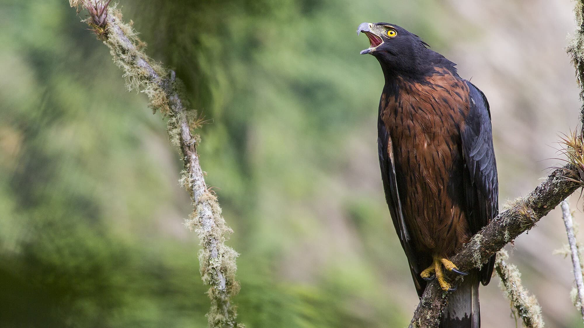 Águila andina, predador tope del ecosistema.