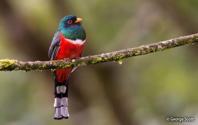 Guataguay o Vaquero, ave característica de la zona.