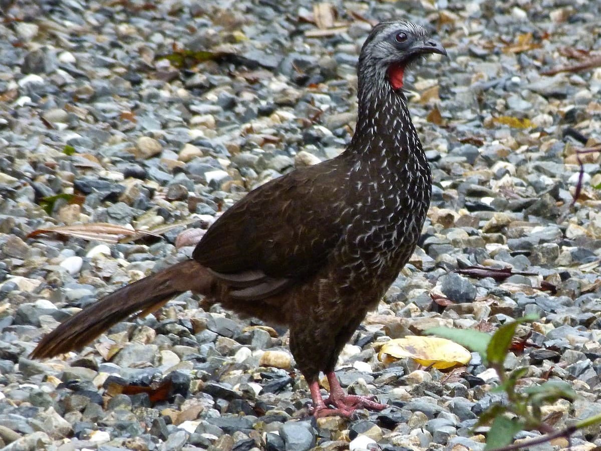 Pava de monte (Penélope bárbata), ave emblemática del bosque nativo.
