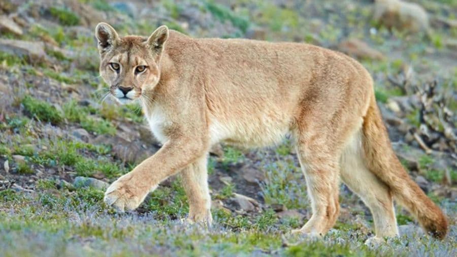 Puma, depredador tope que indica un ecosistema saludable.
