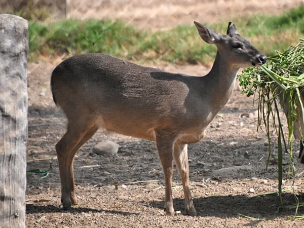 Venado de cola blanca, habitante del bosque andino.