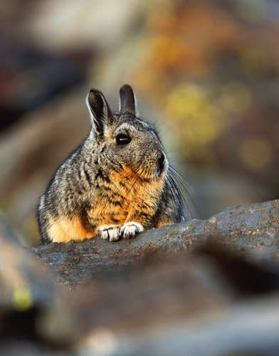 Vizcacha ecuatoriana (Lagidium ahuacaense), especie en peligro crítico que protegemos.