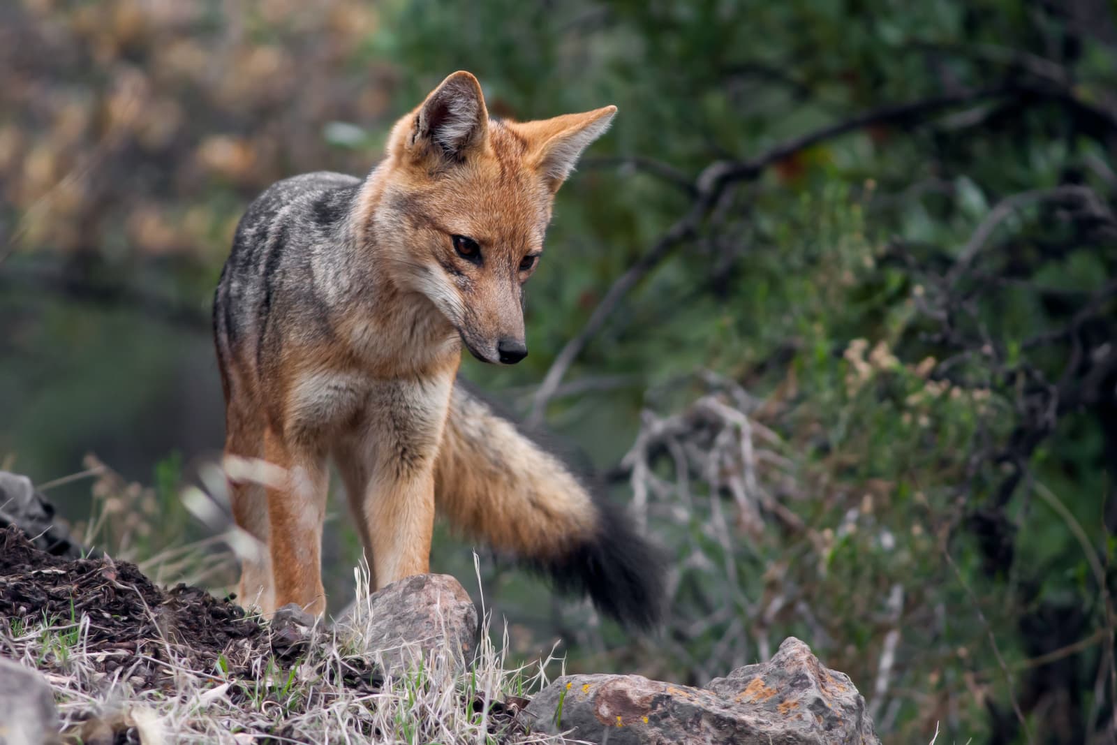 Zorro andino, parte de la fauna silvestre de la reserva.