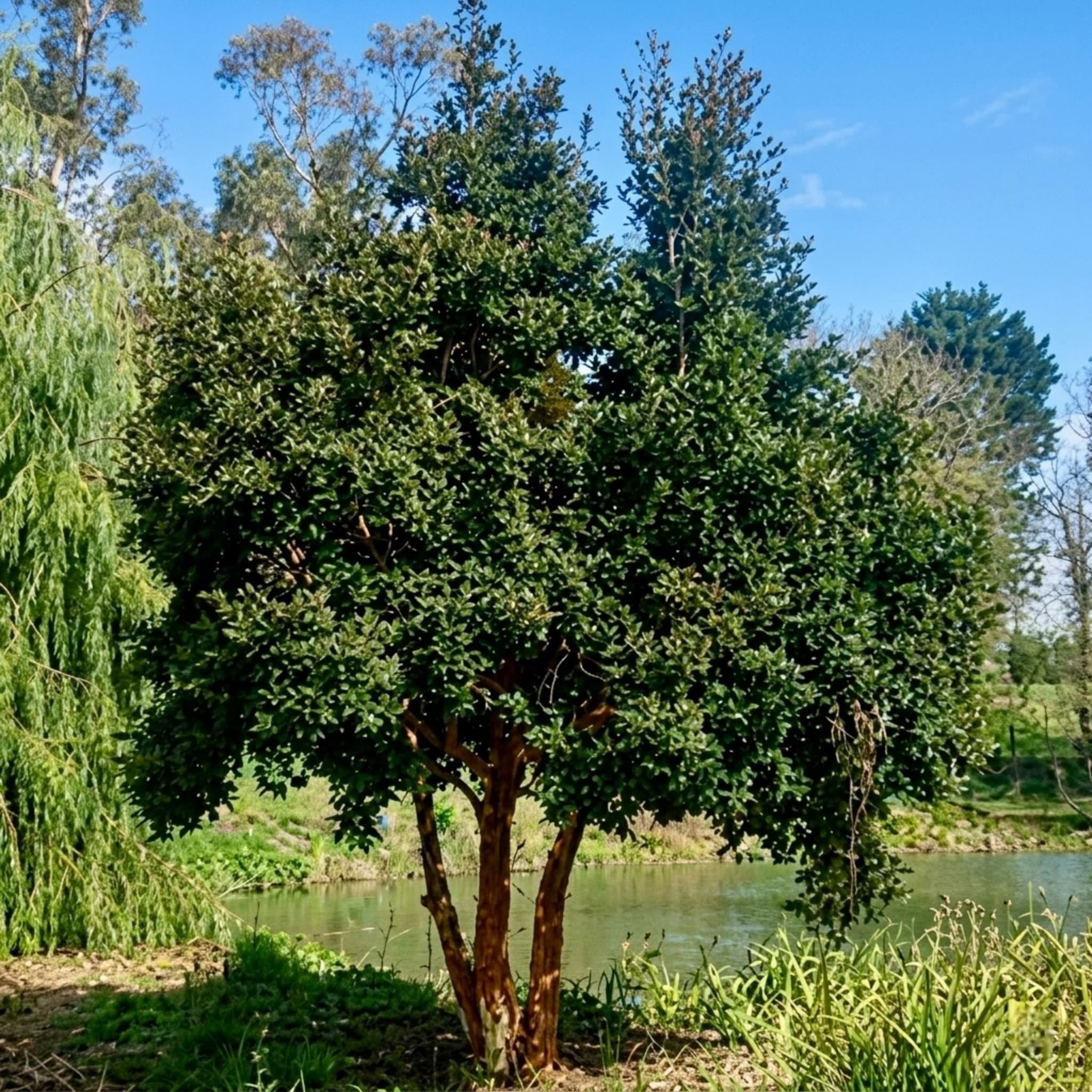Arrayán de árbol, especie nativa del ecosistema andino.