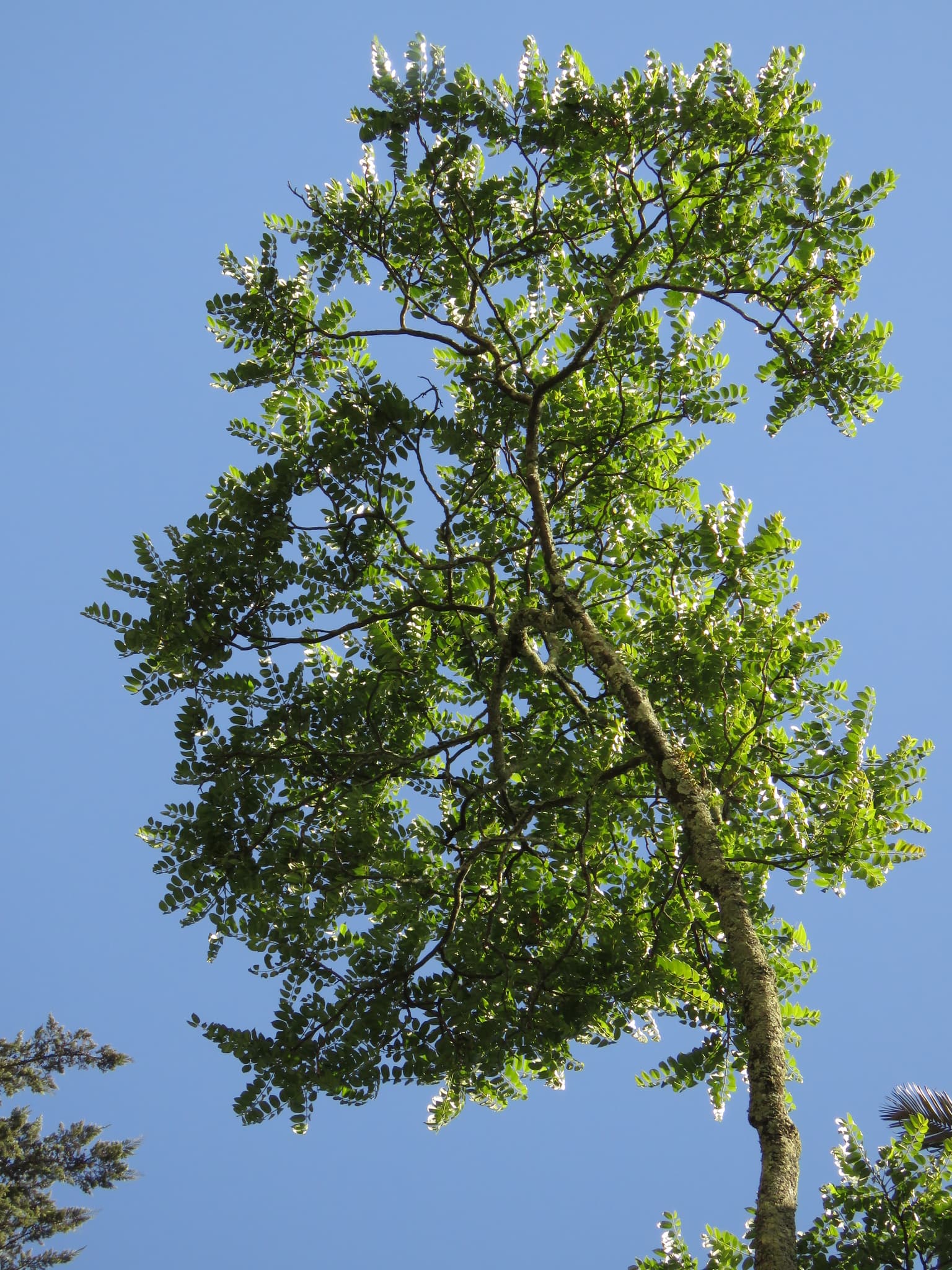 Cedro nativo, especie forestal clave del bosque de Loma Delgada.