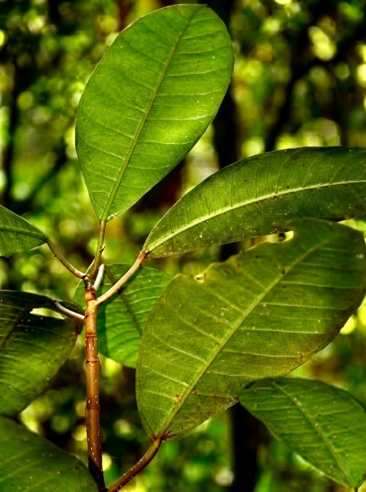 Higuerón centenario, refugio de fauna y biodiversidad.