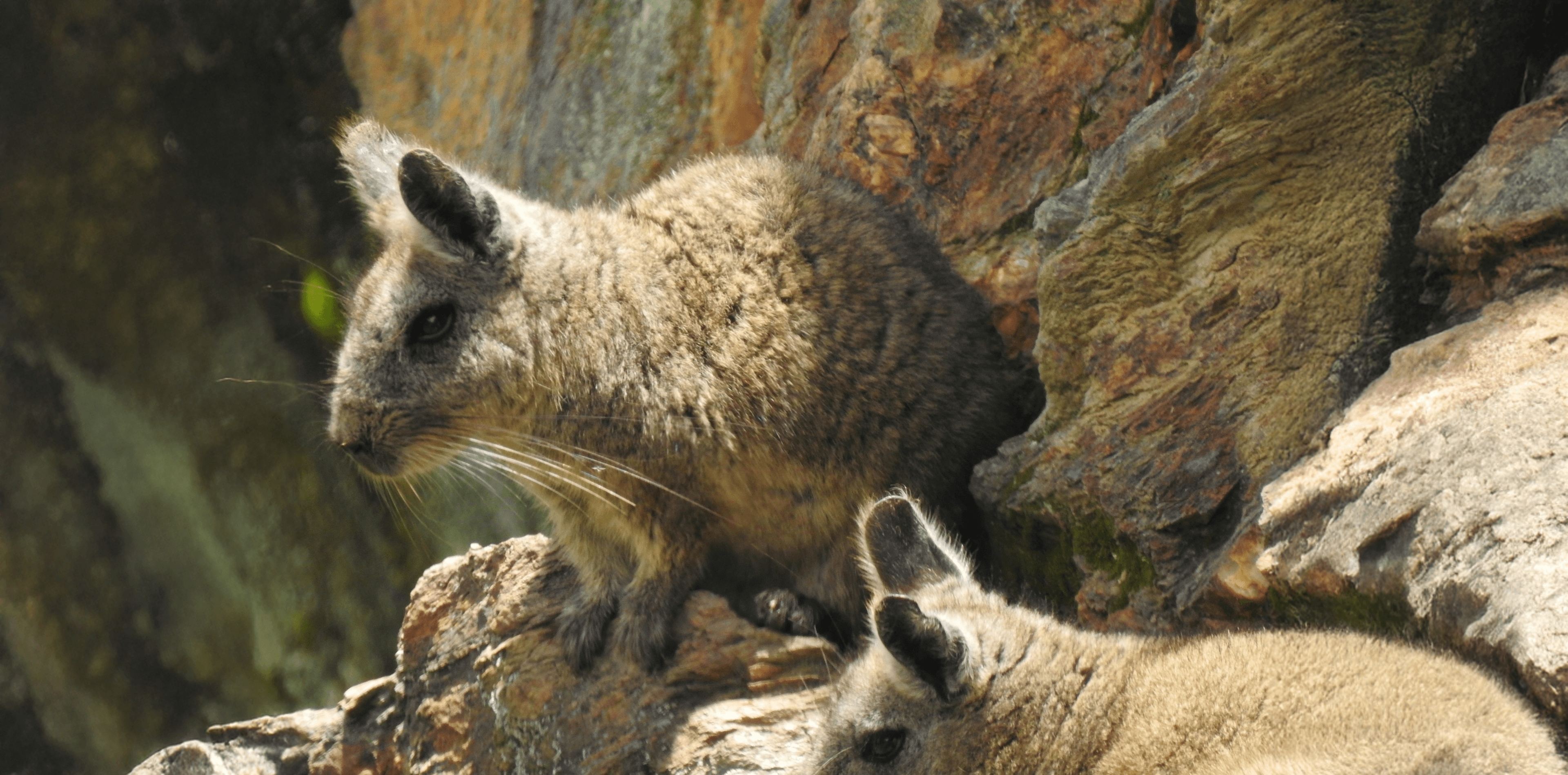 Loma Delgada - naturaleza