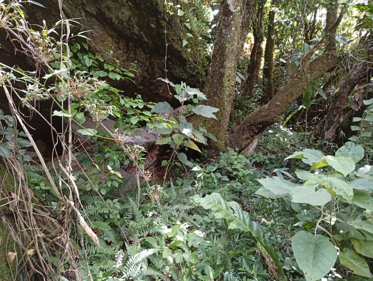 Vizcacha ecuatoriana - Loma Delgada
