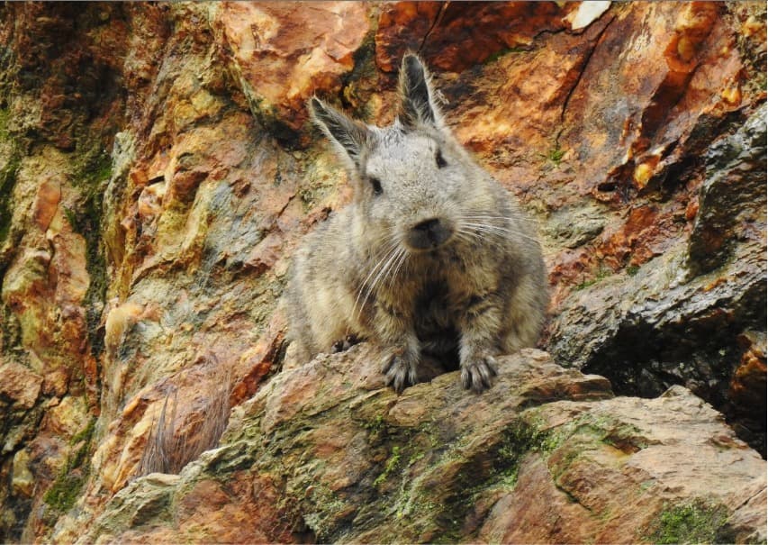 Vizcacha ecuatoriana - Loma Delgada